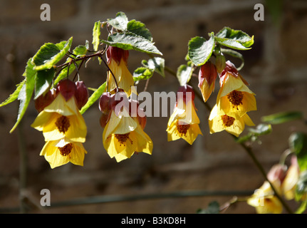 L'Abutilon pied aka Chinese Bell Flower, lampe chinoise, Mallow, Indian Mallow, et la floraison de l'Érable, l'Abutilon megapotamicum Banque D'Images