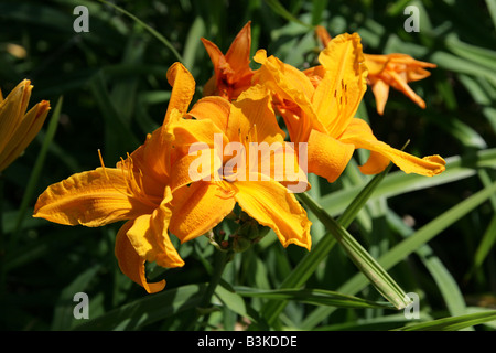 Hémérocalle, Hemerocallis 'Burning Daylight', Hemerocallidaceae. Originaire de l'Europe vers la Chine la Corée et le Japon. Banque D'Images