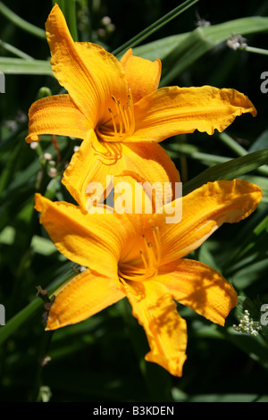 Hémérocalle, Hemerocallis 'Burning Daylight', Hemerocallidaceae. Originaire de l'Europe vers la Chine la Corée et le Japon. Banque D'Images