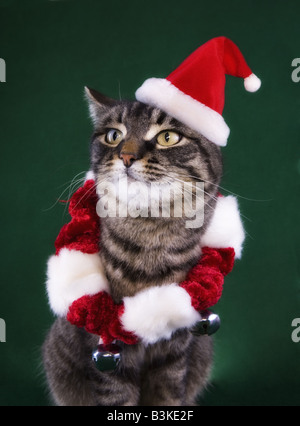 Noël Cute cat wearing santa hat sur fond vert Banque D'Images