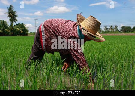 Un agriculteur tend un champ de riz nouvellement plantés à Suphan Buri, Thaïlande. COPYRIGHT Arthur Jones Dionio Banque D'Images