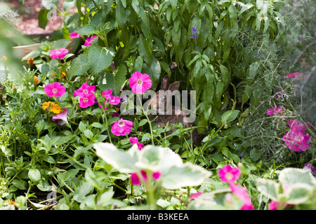 Epcot Flower and Garden Show Epcot Center Walt Disney World Orlando Floride plantes Fleurs Banque D'Images