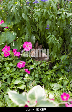 Epcot Flower and Garden Show Epcot Center Walt Disney World Orlando Floride plantes Fleurs Banque D'Images