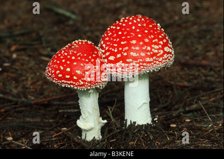 Agaric mouche Amanita muscaria Suisse fruits Banque D'Images