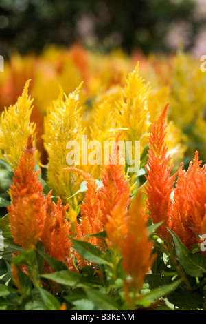 Epcot Flower and Garden Show Epcot Center Walt Disney World Orlando Floride plantes Fleurs Banque D'Images