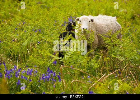Angleterre Cumbria Lake District National Park Les moutons et un agneau noir caché dans une couverture de bluebells sur une tombe près de Dunnerdale.