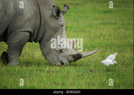 Le rhinocéros noir Diceros bicornis alimentation chez les bovins adultes Egret Bubulcus ibis Le lac Nakuru Kenya Afrique Banque D'Images