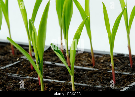Les semis de maïs Zea mays sur maisons Les plantes sont 12 semaines Banque D'Images