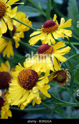 HELENIUM RIVERTON BEAUTY Banque D'Images