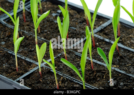 Les semis de maïs Zea mays sur maisons Les plantes sont 1-2 semaines