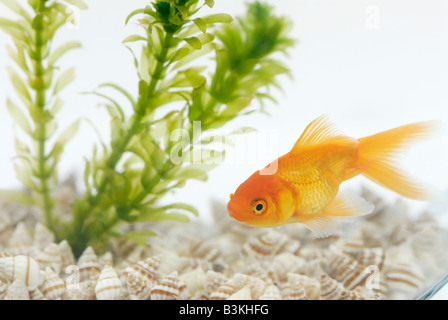 Un fantailed goldfish Carassius auratus vivant dans un bol avec une plante aquatique Elodea Banque D'Images