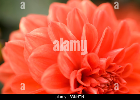 Dahlia Ellen Houston Banque D'Images