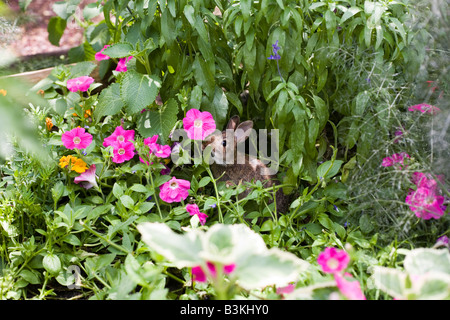 Epcot Flower and Garden Show Epcot Center Walt Disney World Orlando Floride plantes Fleurs Banque D'Images