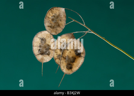 Lunaria rediviva est une plante vivace connue sous le nom de l'honnêteté de l'argent ou de l'usine l'usine de dollar en argent Banque D'Images