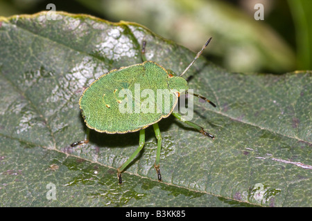 Un green shield bug larve Palomena prasina assis sur une feuille Septembre 2008 Banque D'Images