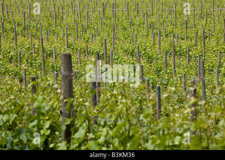 Vignoble, l'Église et l'État Winery, Brentwood Bay, île de Vancouver, Colombie-Britannique, Canada Banque D'Images