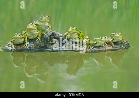 Edible Frog Rana esculenta adultes sur log Suisse Banque D'Images