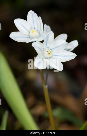 Libre des Sibériens Squill Scilla sibirica Banque D'Images