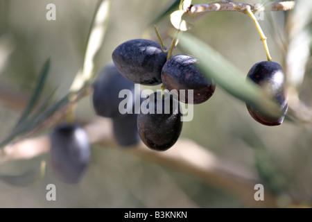 Olives noires mûrs : un gros plan du groupe d'olives mûres sur un rameau d'olivier montrant les feuilles vert gris caractéristique Banque D'Images