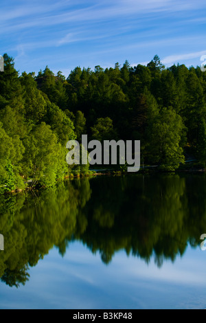 Angleterre Cumbria Lake District National Park les bouleaux reflète dans Tarn Hows une destination touristique populaire. Banque D'Images