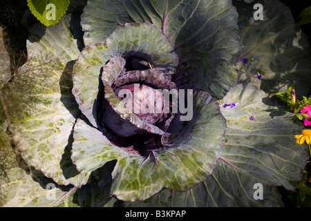 Epcot flower and garden show epcot center walt disney World Orlando Floride plantes Fleurs Banque D'Images