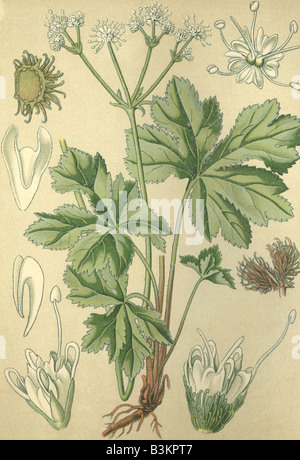 Image chromo historique de 1880 plante médicinale sanicle Sanicula europaea ours bois Banque D'Images