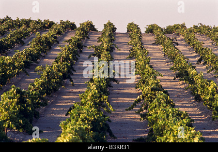 Vignoble de raisin de Sherry, Andalousie Espagne Banque D'Images