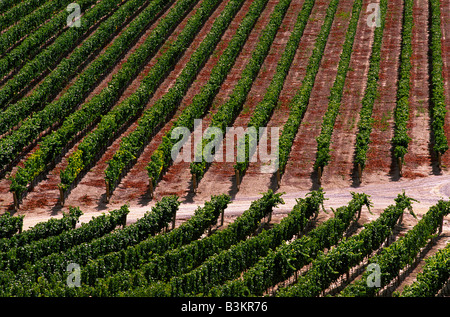 Vineyard Banque D'Images