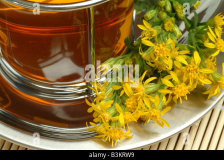 Faite de thé médicinal Solidago virgaurea Golden Rod Banque D'Images