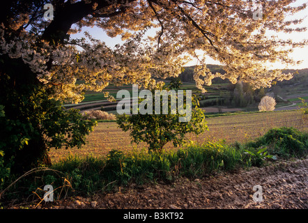 Cerisier en fleur champ sol Loess Banque D'Images