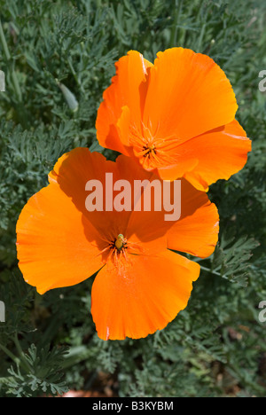 ESCHSCHOLZIA CALIFORNICA, série en soie thaïlandaise. Pavot de Californie. Banque D'Images