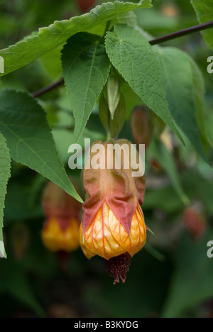 Abutilon 'Kentish Belle' Banque D'Images