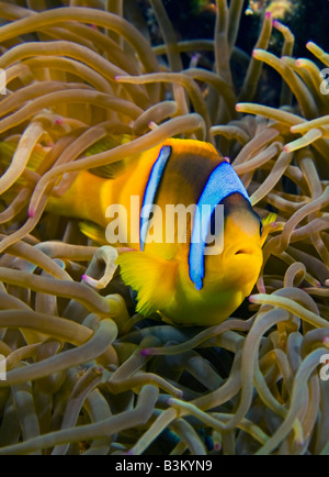 La Mer Rouge ou Twoband dans son abris poisson clown anémone de mer de protection accueil sur la SS Ulysse naufrage dans le golfe de Suez. Banque D'Images