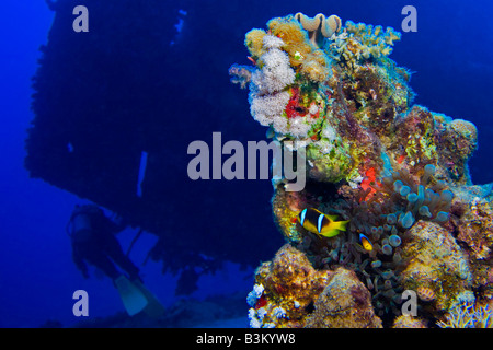 Anemonefishes indiennes du Nord font leur maison par l'arrière de l'épave du Carnatic SS à Sha'ab Abu Nuhas dans la mer Rouge. Banque D'Images