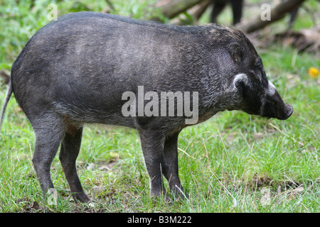 Warty Visayan Pig Banque D'Images