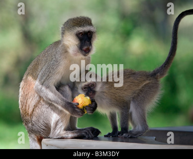 Singe vervet (vert) (Cercopithecus pygerythrus) Banque D'Images