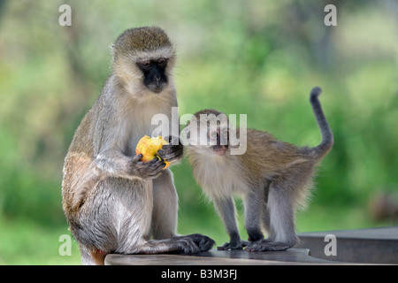 Singe vervet (vert) (Cercopithecus pygerythrus) Banque D'Images