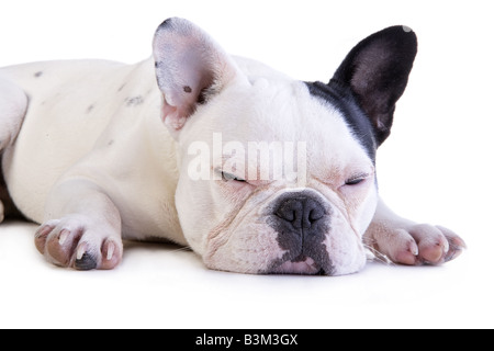 Bouledogue Français noir et blanc dormir isolé sur fond blanc Banque D'Images