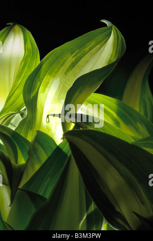 Usine de hostas lames courbées détail lumière brillant à travers feuilles Banque D'Images