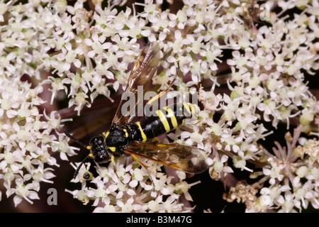Tenthredinidae Tenthredo temula tenthrède sur wild angelica UK Banque D'Images