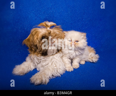 Cute Shih Tzu chiot et chaton himalayen sur fond bleu Banque D'Images