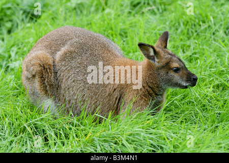 Wallaby à cou rouge Banque D'Images