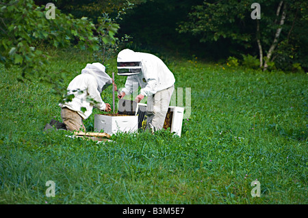 Deux apiculteurs dans des vêtements de contrôler sur le miel ruche avec quelques abeilles sur leurs vestes, quelques touffes de trèfle. Banque D'Images