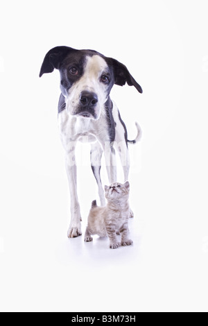 Big Black et white mix dogue allemand chien avec petit chaton isolé sur fond blanc Banque D'Images
