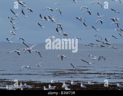 Un troupeau de mouettes à tête noire, Larus ridibundus. Au décollage à bord de l'eau Banque D'Images