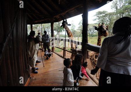 À la girafe Rothschild Giraffe Centre à Langata Nairobi Kenya Banque D'Images