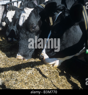 Les vaches Holstein Friesian se nourrissant d'ensilage de maïs à la fin de l'hiver Banque D'Images