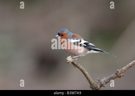 Chaffinch Fringilla coelebs mâle Banque D'Images