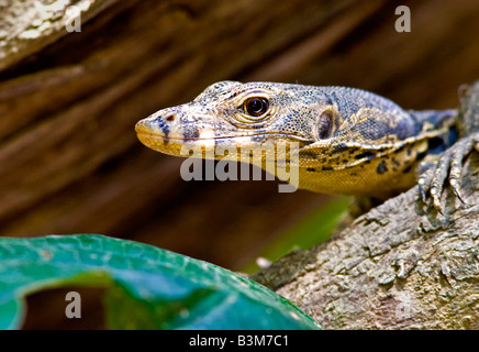 Surveillez le lézard (Varanus niloticus) en gros plan de son visage, assis sur le tronc de l'arbre. Rivière Kinabatangan, Sabah, Bornéo, Malaisie. Banque D'Images
