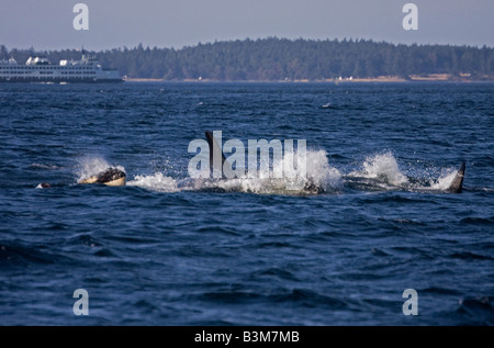 Orcas près de l'île Saturna (Colombie-Britannique), Canada Banque D'Images